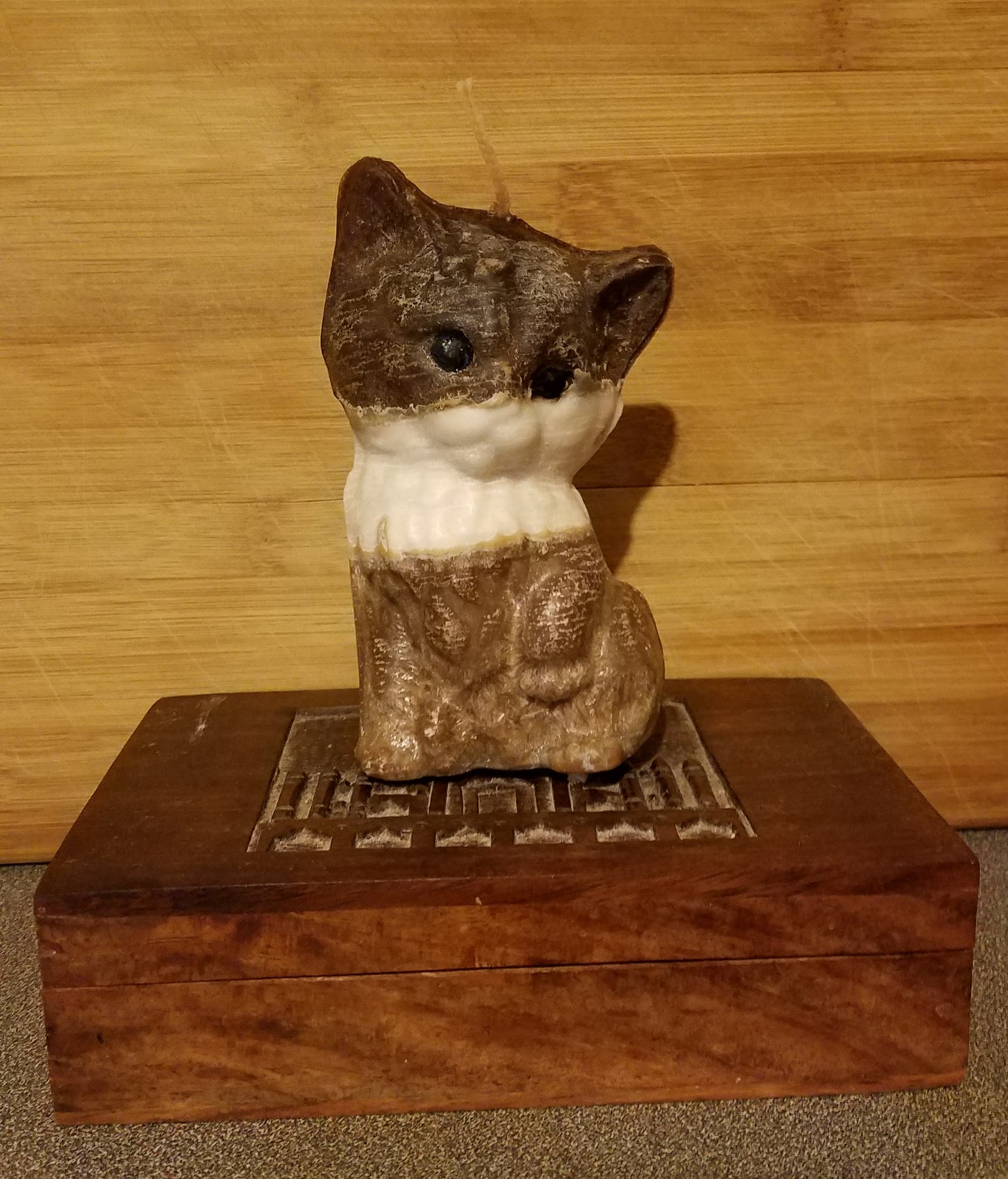 Cat and Kitten Lovers Mixed Cat Breed